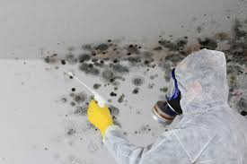 Best Emergency Mold Remediation in Brookwood, AL